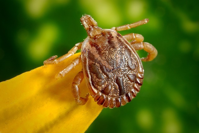 Eenvoudige manieren om de tanden op natuurlijke wijze te bleken